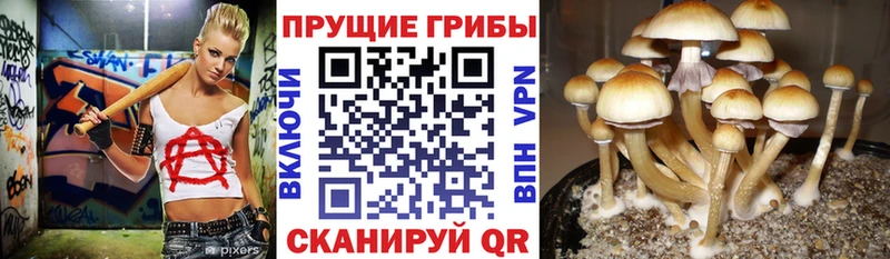 даркнет сайт  Темников  Галлюциногенные грибы Psilocybe 